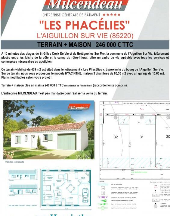 PHACELIES_31-16072024-105357